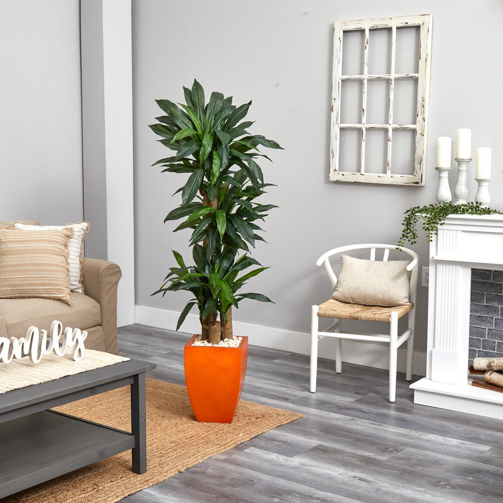 5.5ft. Dracaena Plant in Orange Square Planter (Real Touch). Picture 2