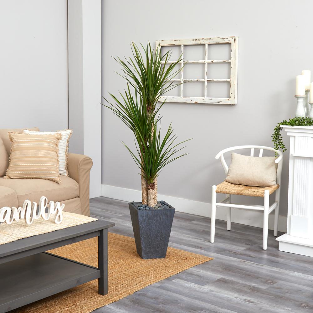 5.5ft. Triple Stalk Yucca Artificial Plant in Slate Planter. Picture 4