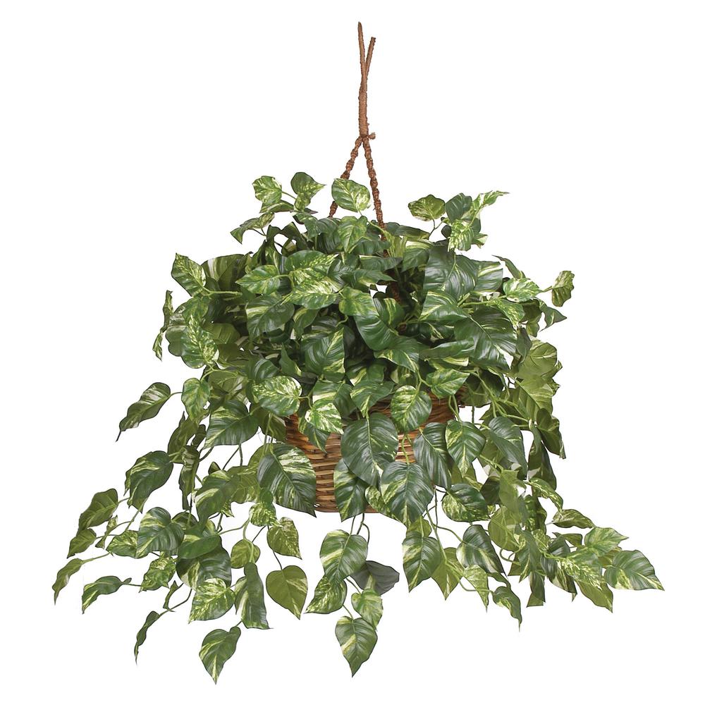 Pothos Hanging Basket Silk Plant. Picture 1