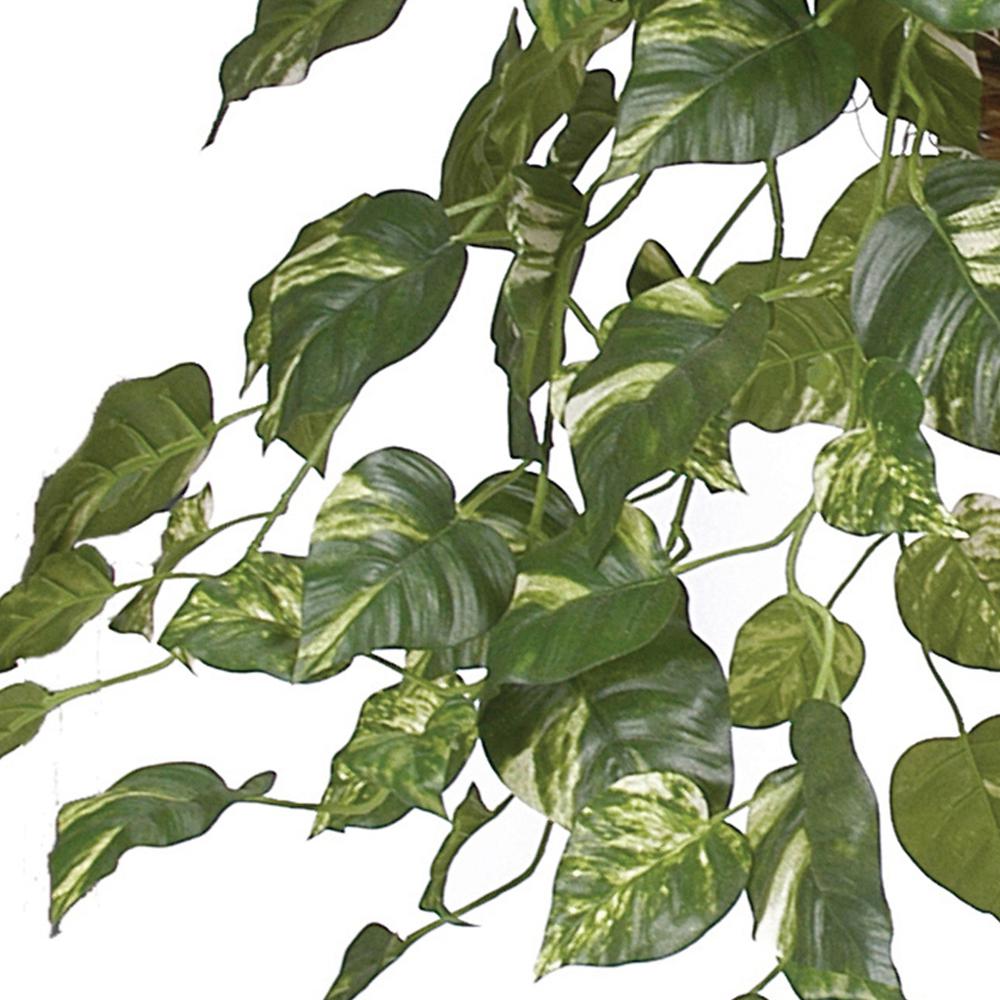 Pothos Hanging Basket Silk Plant. Picture 8