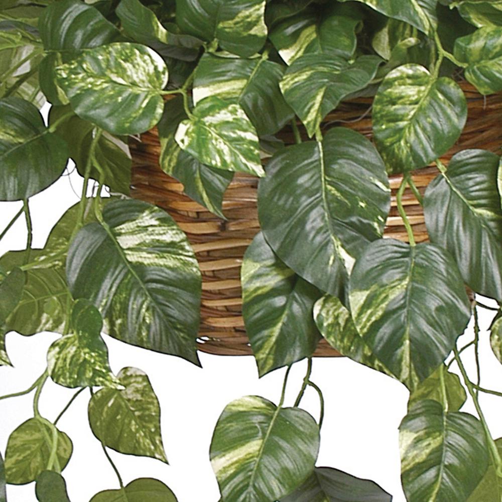 Pothos Hanging Basket Silk Plant. Picture 10
