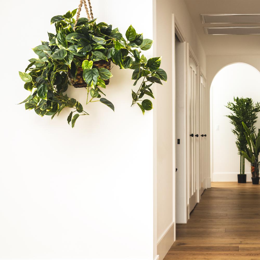 Pothos Hanging Basket Silk Plant. Picture 5
