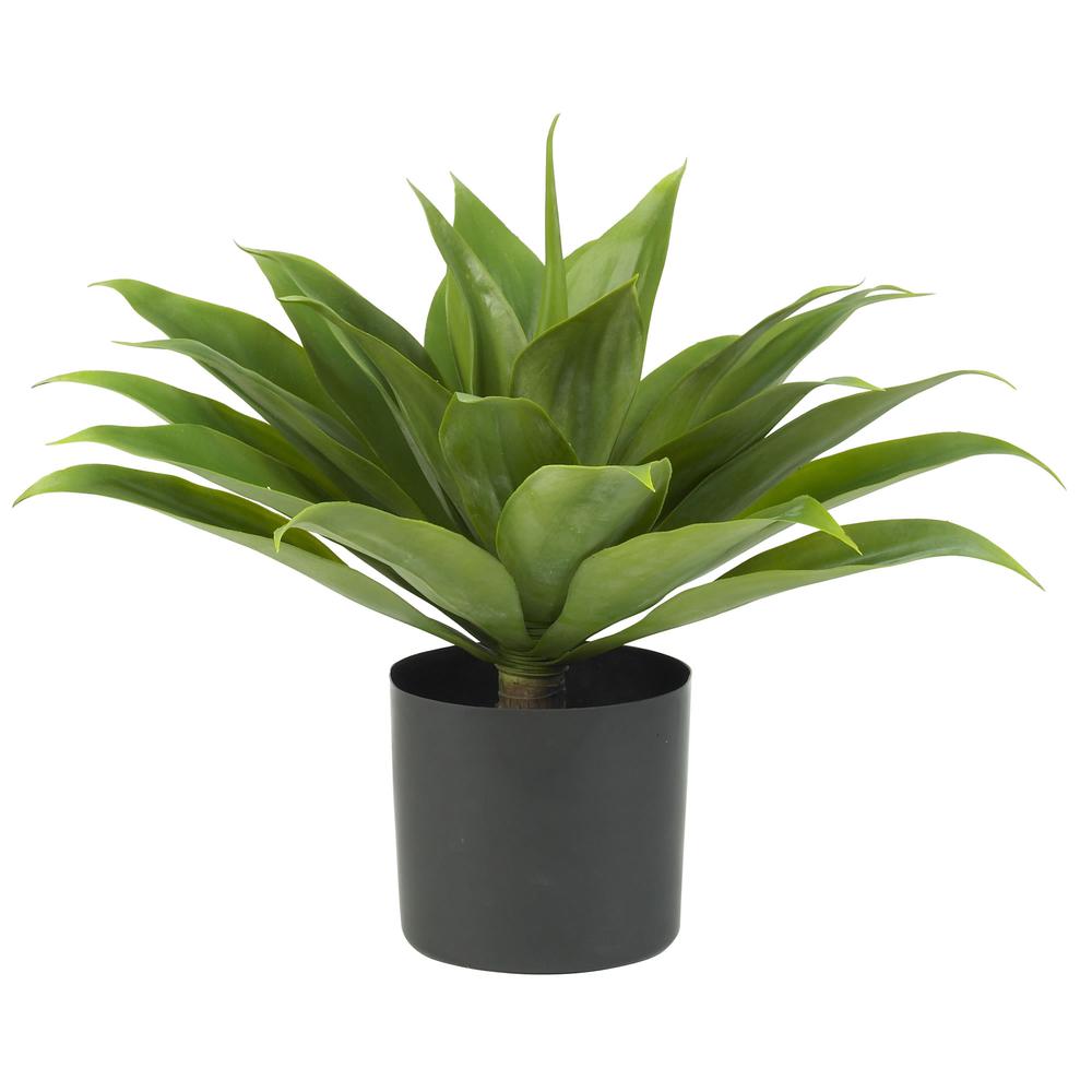 Agave Silk Plant. Picture 1