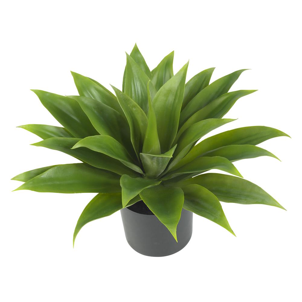 Agave Silk Plant. Picture 2