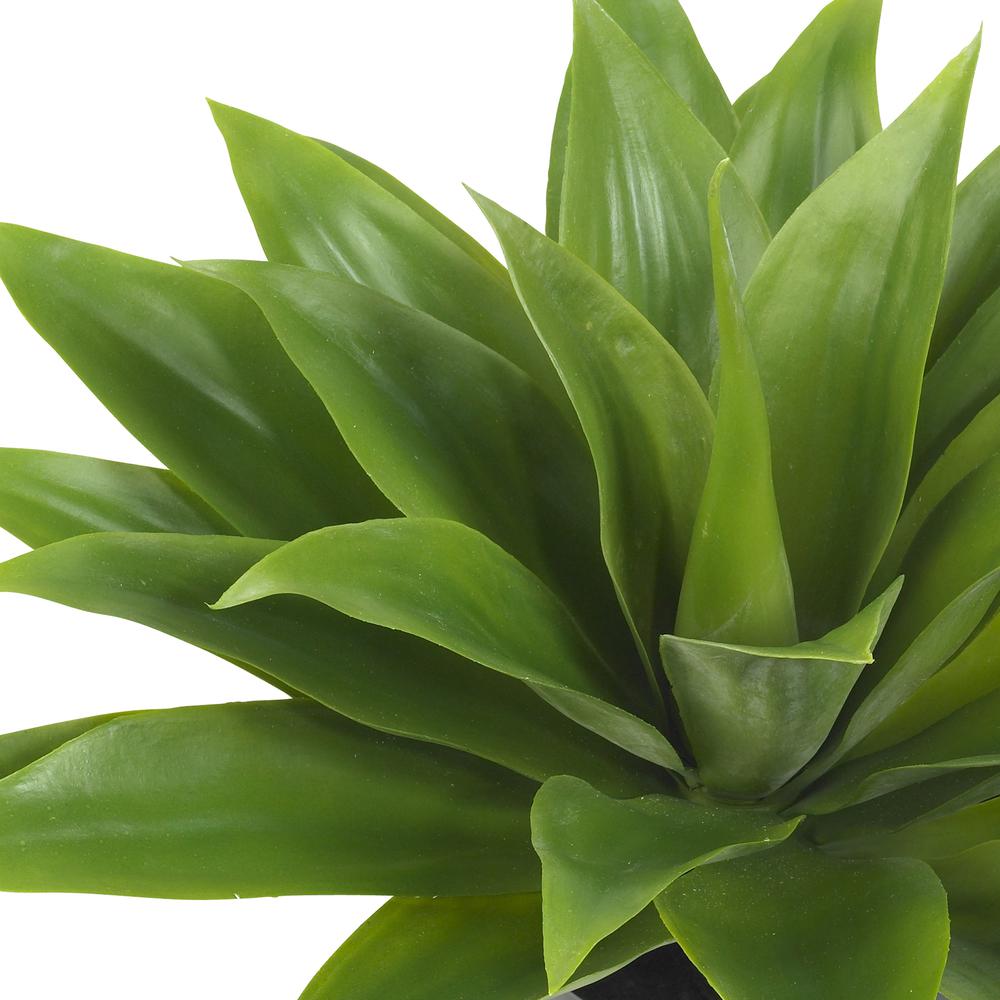 Agave Silk Plant. Picture 3