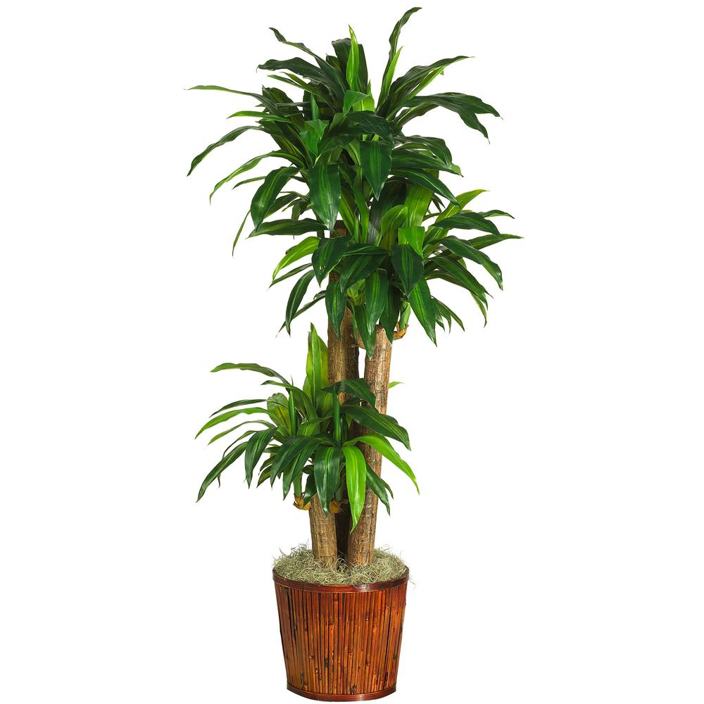 Corn Stalk Dracaena Silk Plant (Real Touch). Picture 8