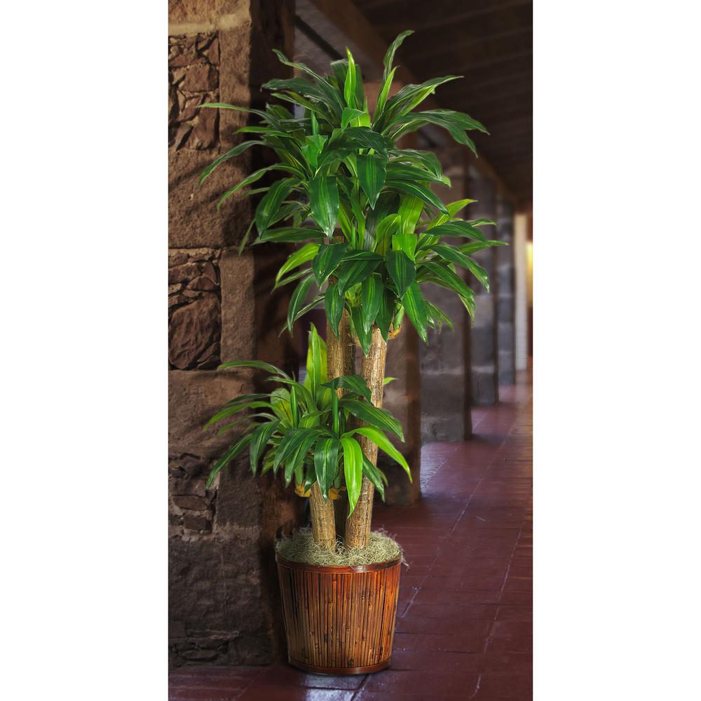 Corn Stalk Dracaena Silk Plant (Real Touch). Picture 10