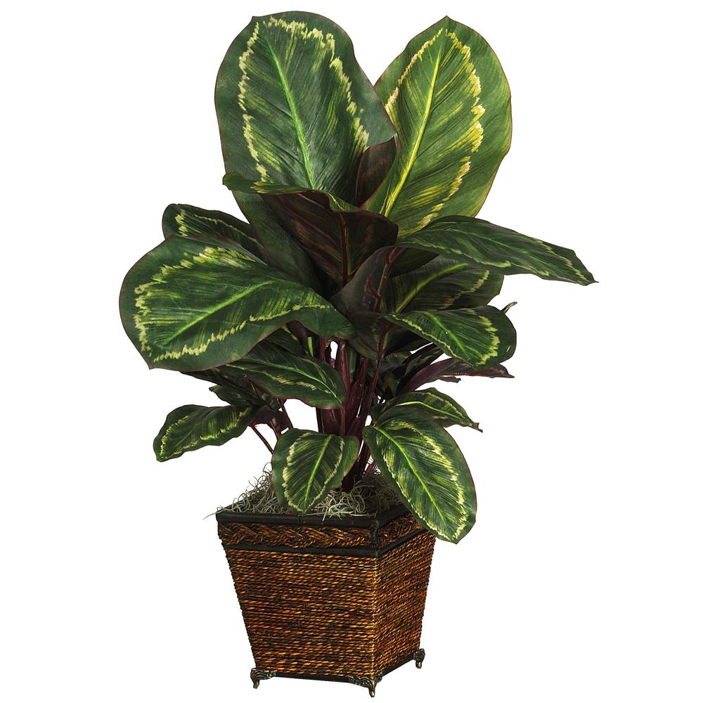 Maranta with Basket Silk Plant. Picture 1
