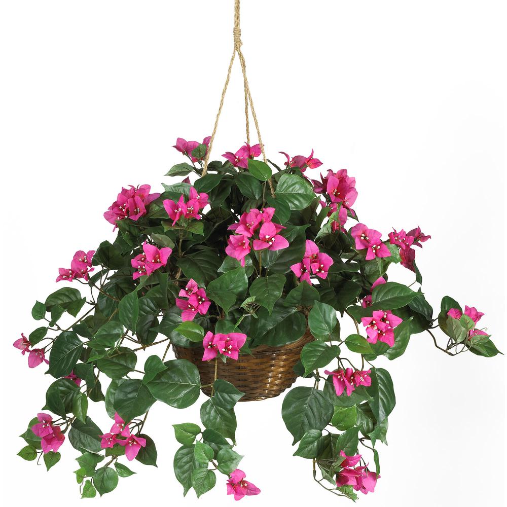 Bougainvillea Hanging Basket Silk Plant. Picture 1