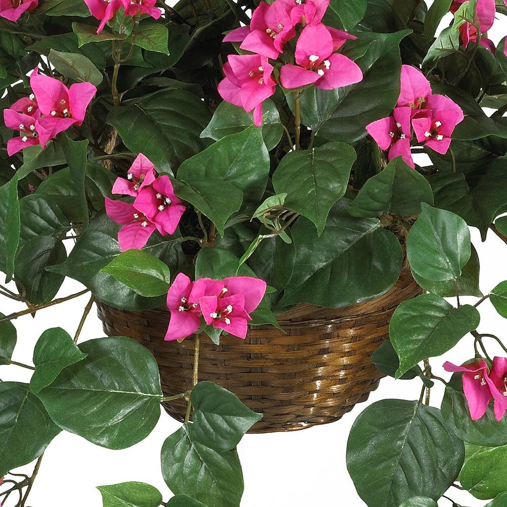 Bougainvillea Hanging Basket Silk Plant. Picture 7