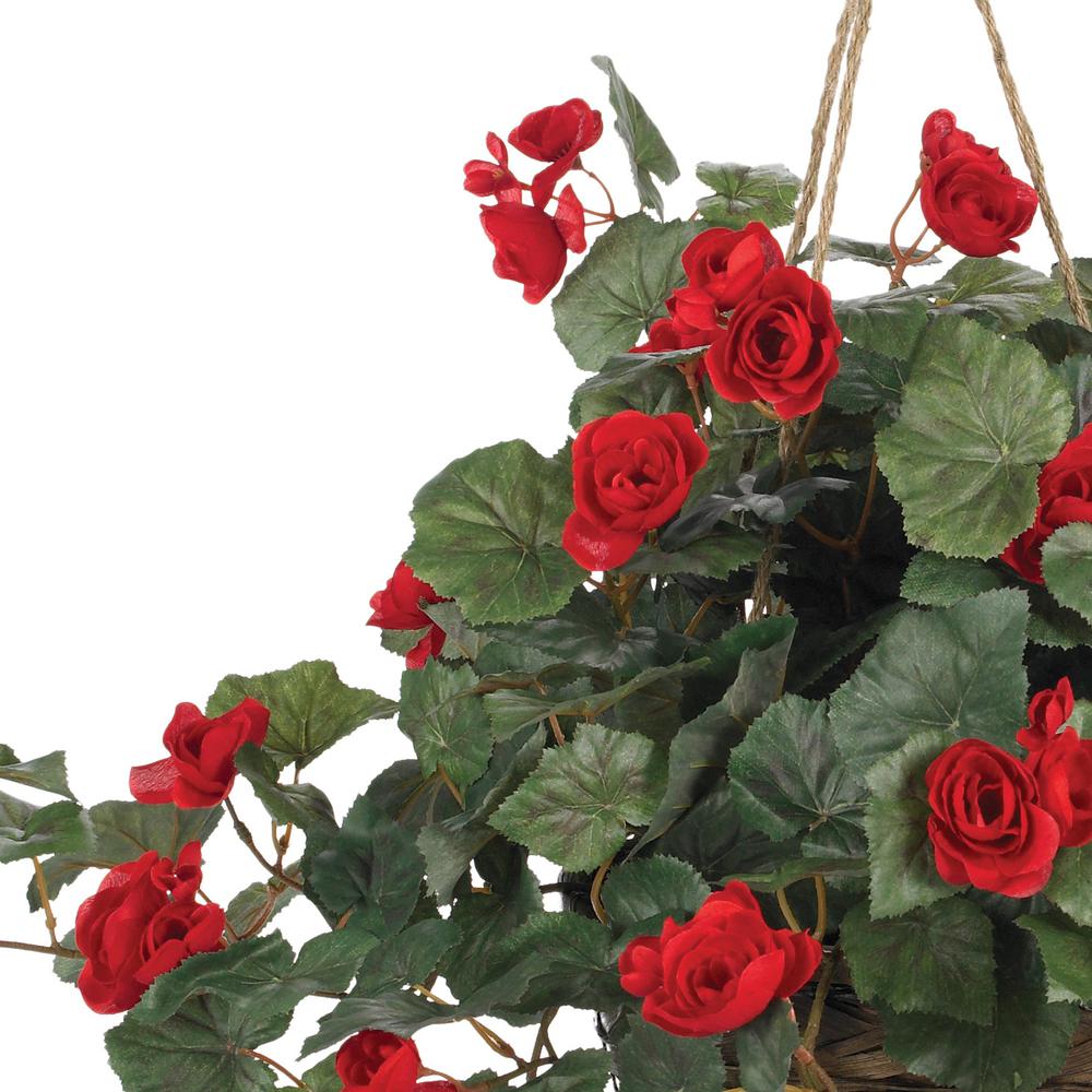 Begonia Hanging Basket. Picture 3