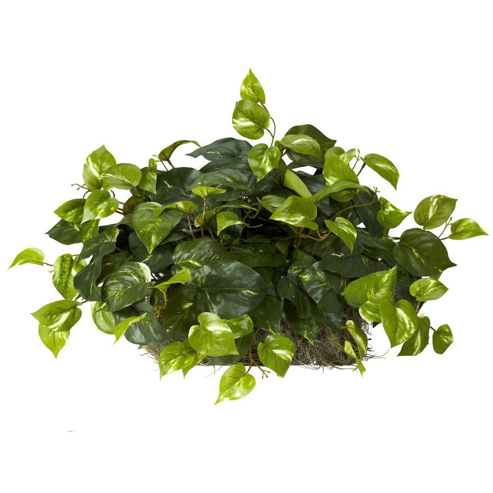 Pothos Ledge Plant (Set on Foam) Silk Plant. Picture 1