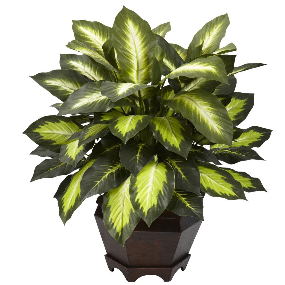 Triple Golden Dieffenbachia with Wood Vase. Picture 1