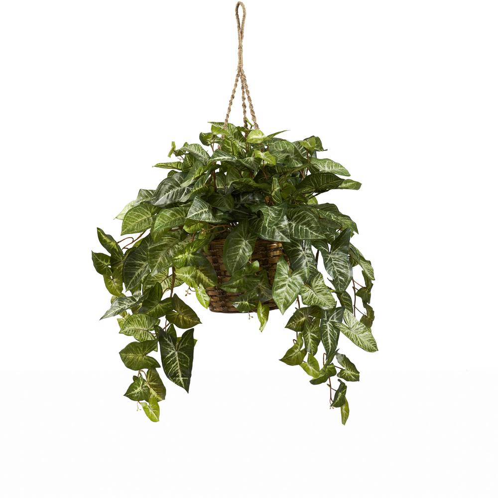 Nephthytis Hanging Basket. Picture 1