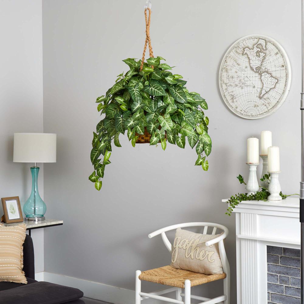 Nephthytis Hanging Basket. Picture 2