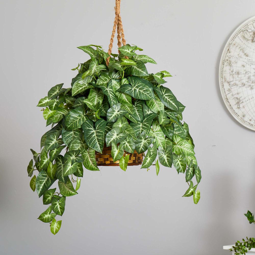 Nephthytis Hanging Basket. Picture 4