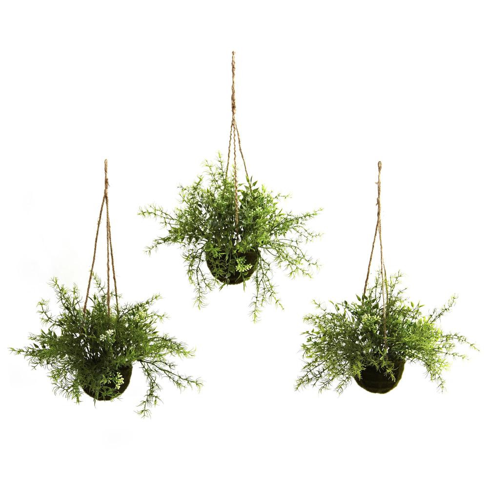 Mini Ruscus, Sedum & Sprengeri Hanging Basket (Set of 3). Picture 1
