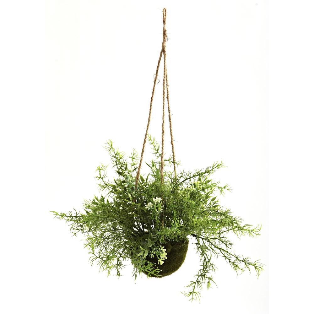 Mini Ruscus, Sedum & Sprengeri Hanging Basket (Set of 3). Picture 2