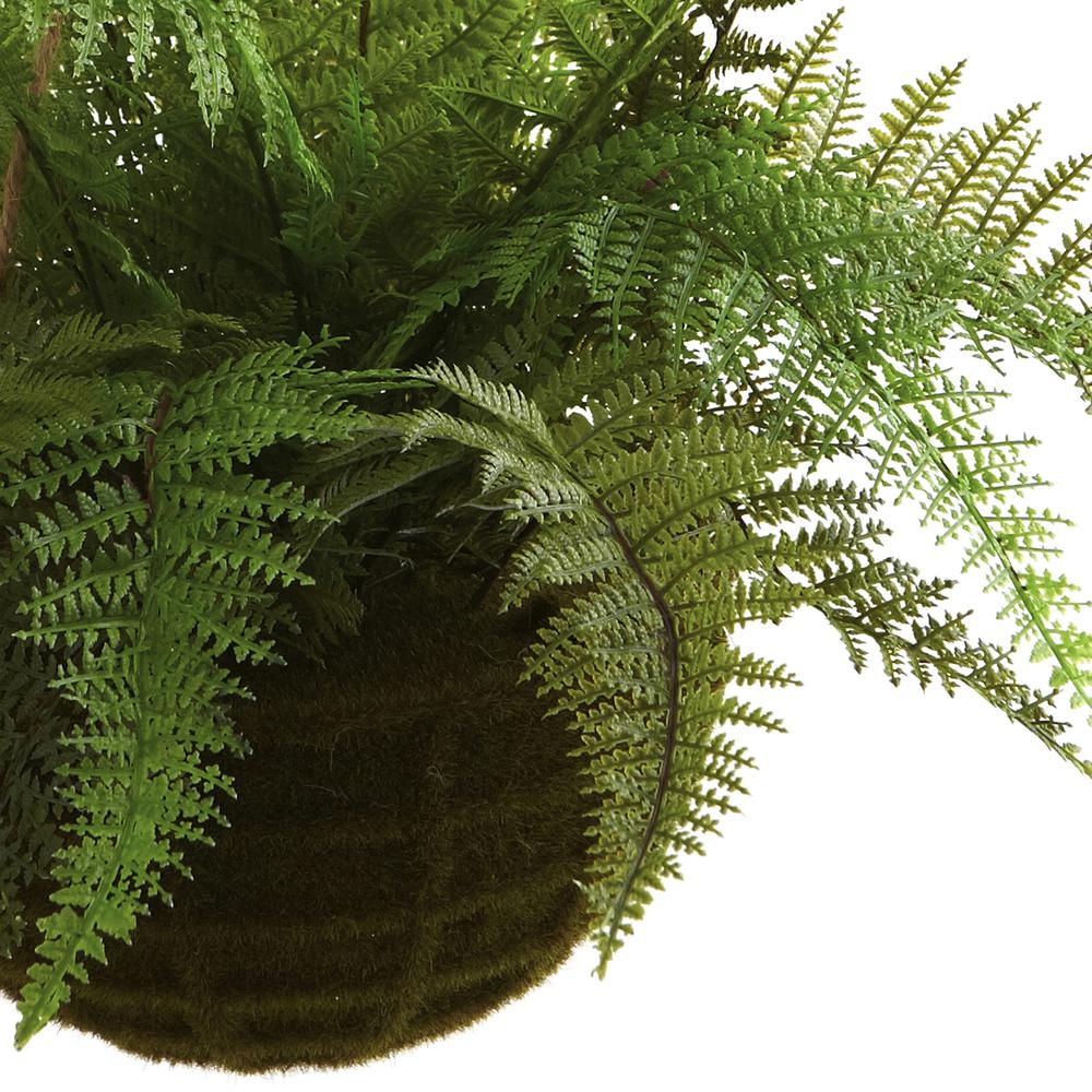 Leather Fern with Mossy Hanging Basket (Indoor/Outdoor) (Set of 2). Picture 2
