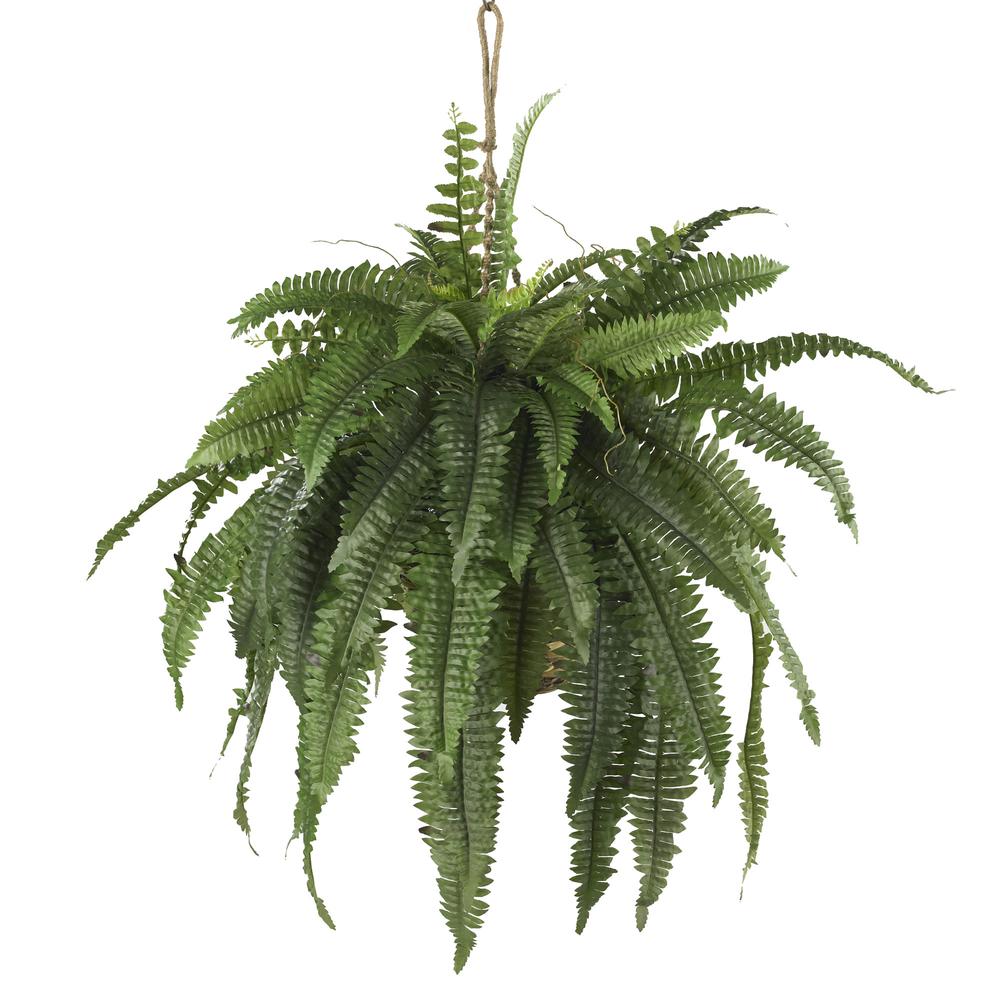 Large Boston Fern Hanging Basket. Picture 1
