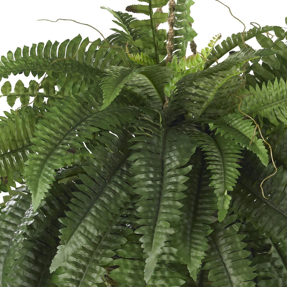 Large Boston Fern Hanging Basket. Picture 3