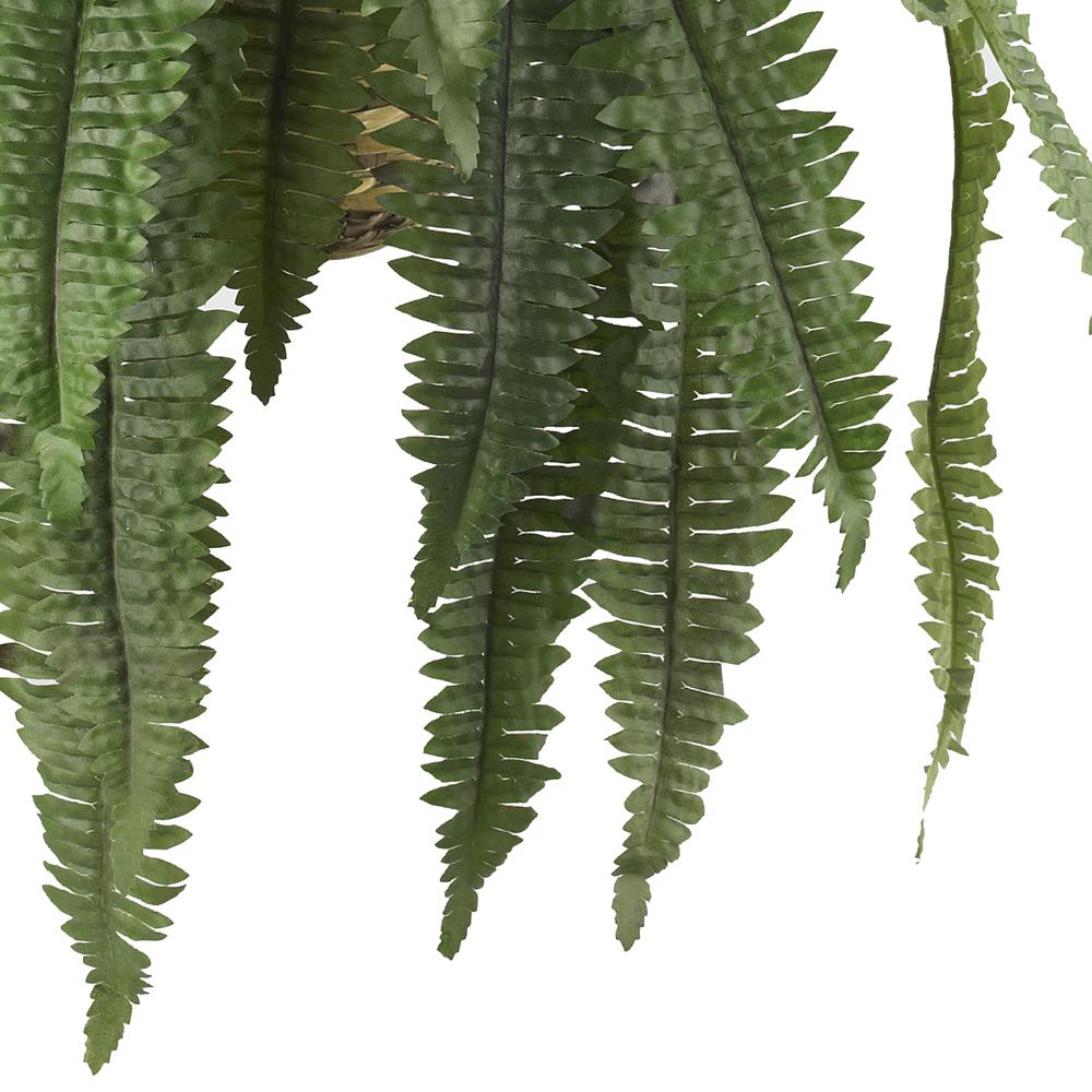 Large Boston Fern Hanging Basket. Picture 4