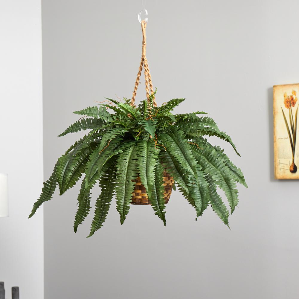Large Boston Fern Hanging Basket. Picture 5