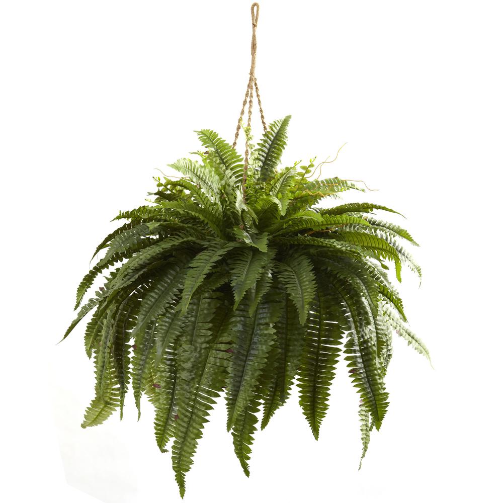 Double Giant Boston Fern Hanging Basket. Picture 1