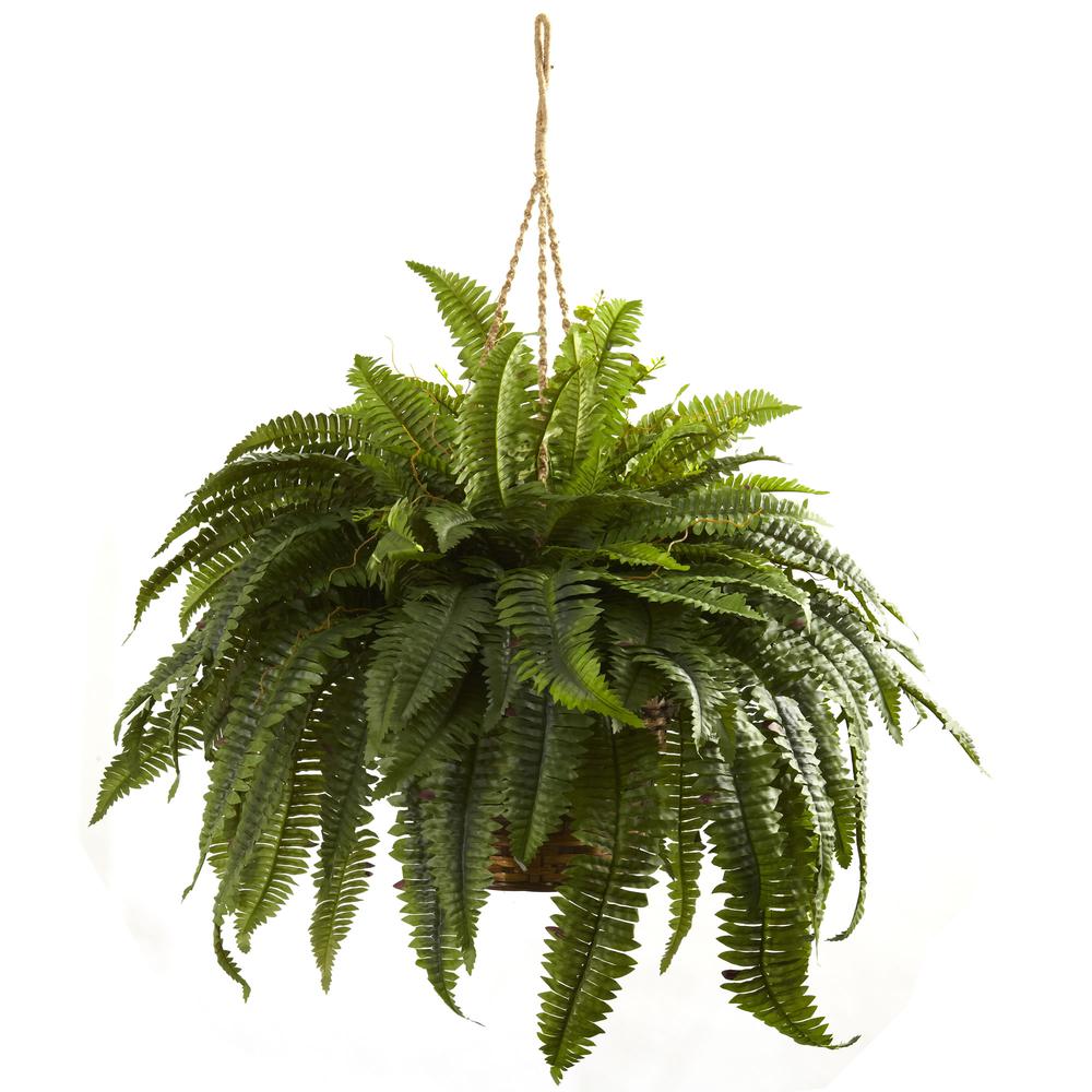 Double Giant Boston Fern Hanging Basket. Picture 3