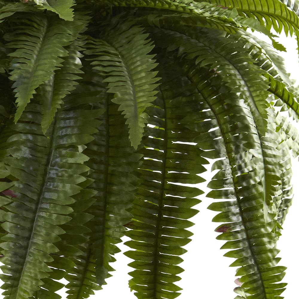 Double Giant Boston Fern Hanging Basket. Picture 2