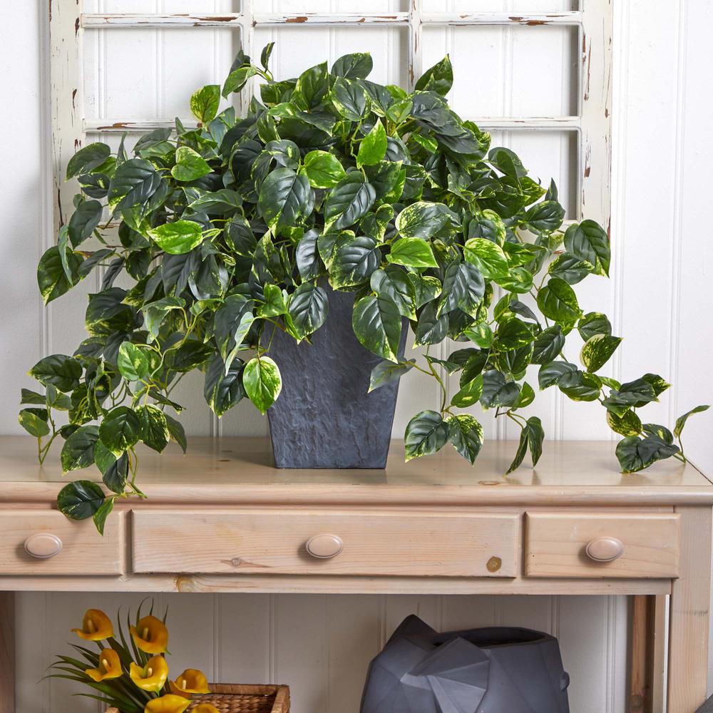 Hanging Pothos with Slate Planter UV Resistant (Indoor/Outdoor). Picture 5
