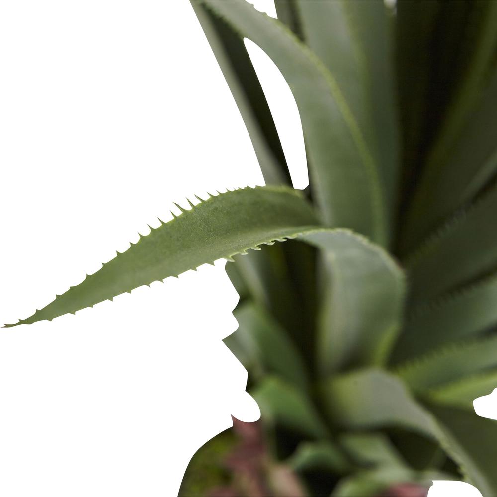 4ft. Spiked Agave Plant. Picture 3