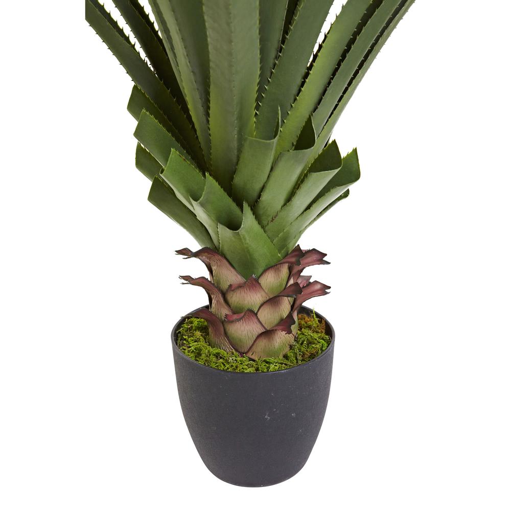 4ft. Spiked Agave Plant. Picture 5