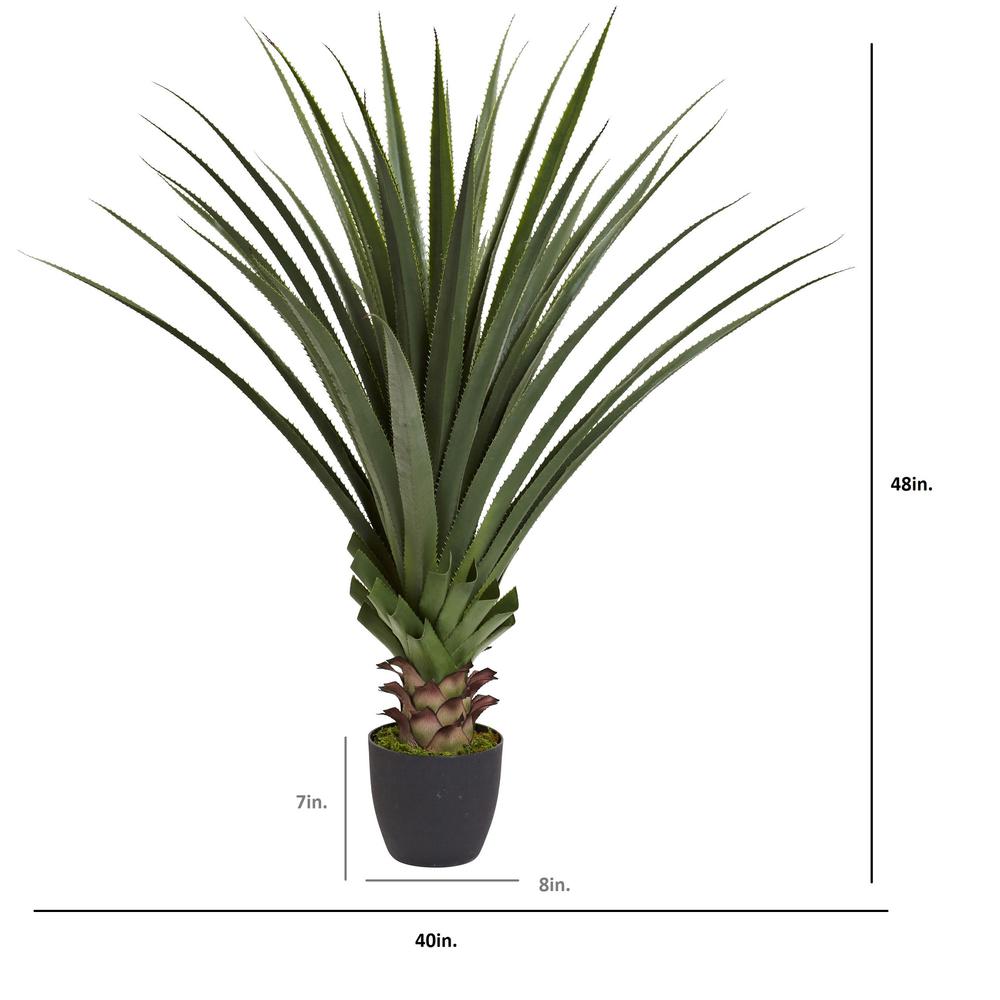 4ft. Spiked Agave Plant. Picture 6