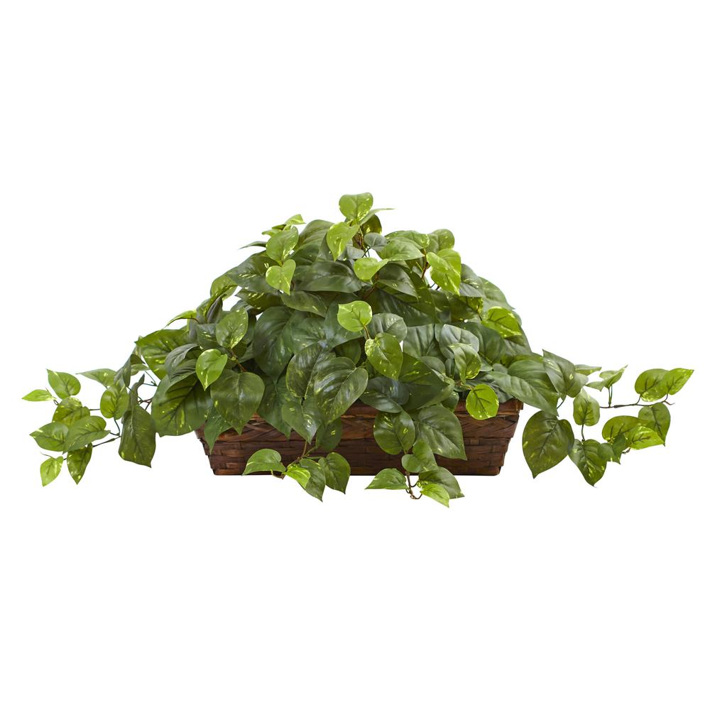 Pothos with Ledge Basket. Picture 1