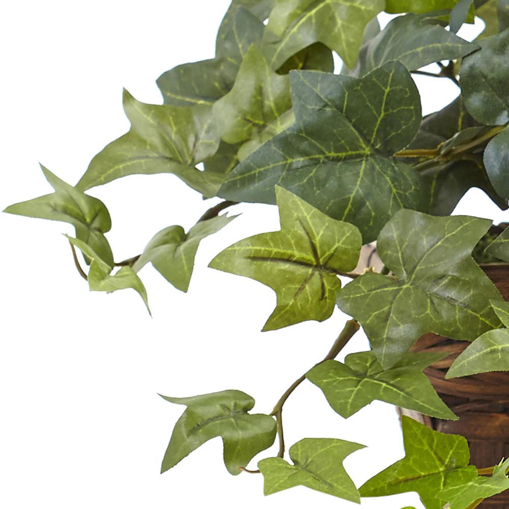 Puff Ivy with Ledge Basket. Picture 3