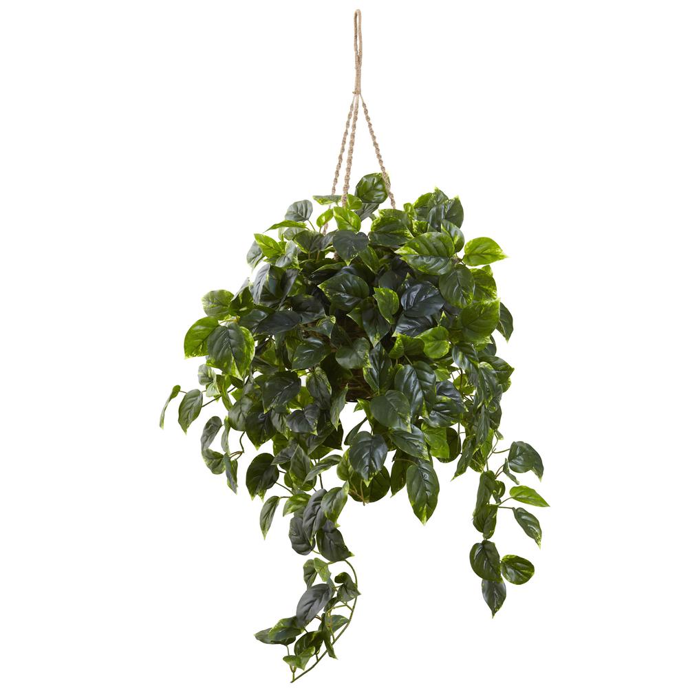 Pothos Hanging Basket UV Resistant (Indoor/Outdoor). Picture 1