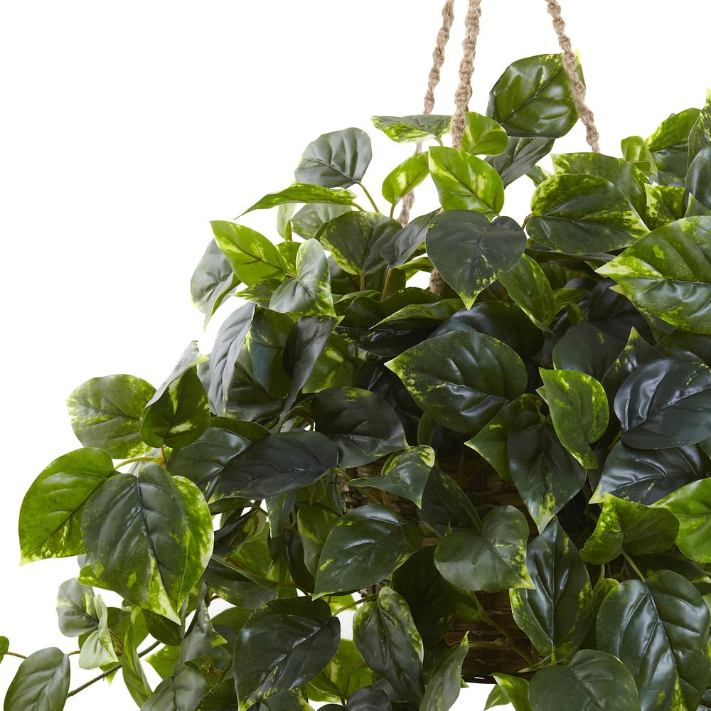 Pothos Hanging Basket UV Resistant (Indoor/Outdoor). Picture 2