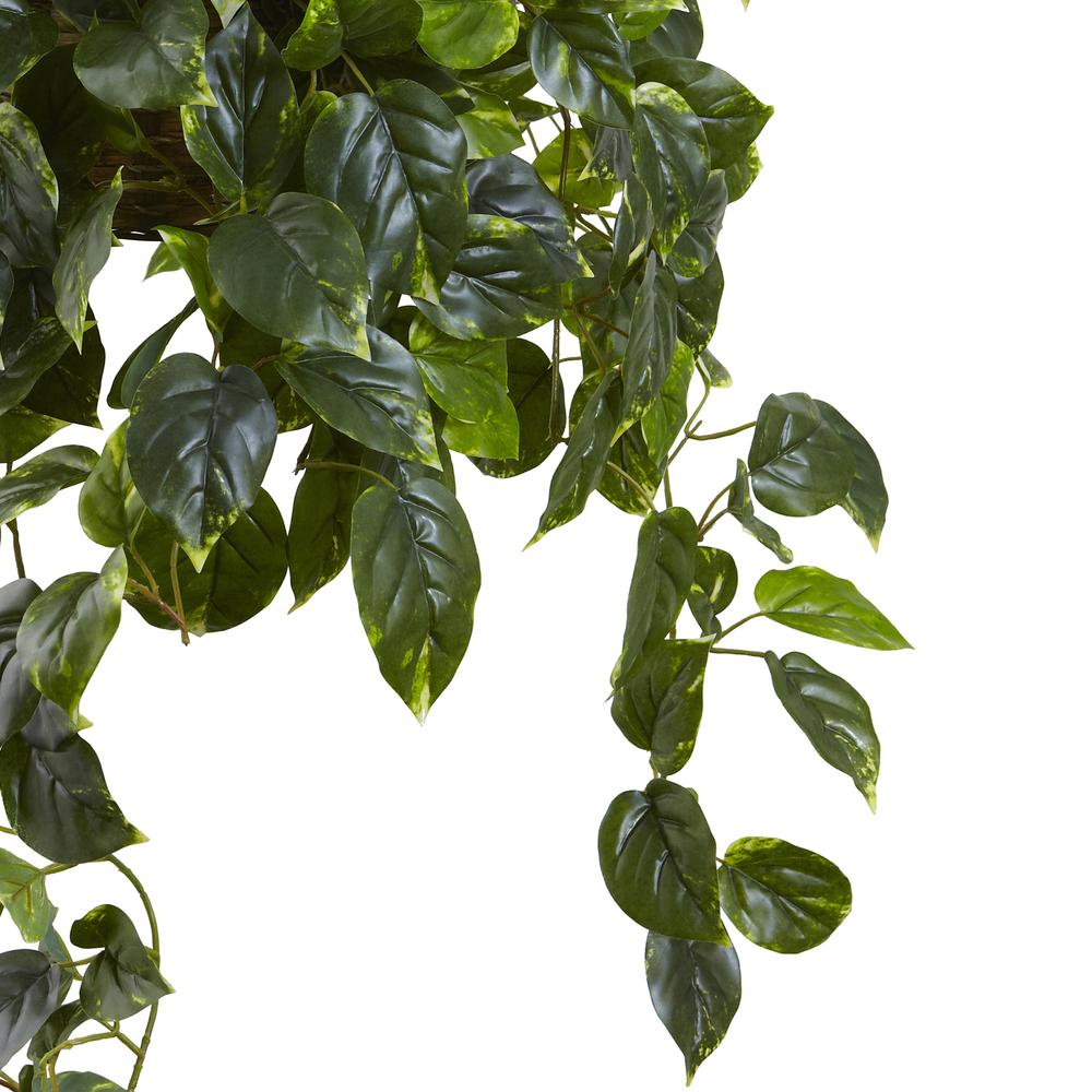 Pothos Hanging Basket UV Resistant (Indoor/Outdoor). Picture 6