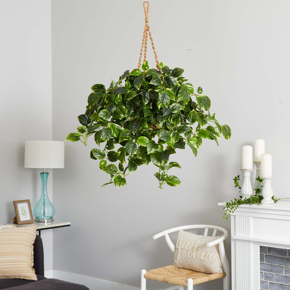 Pothos Hanging Basket UV Resistant (Indoor/Outdoor). Picture 5