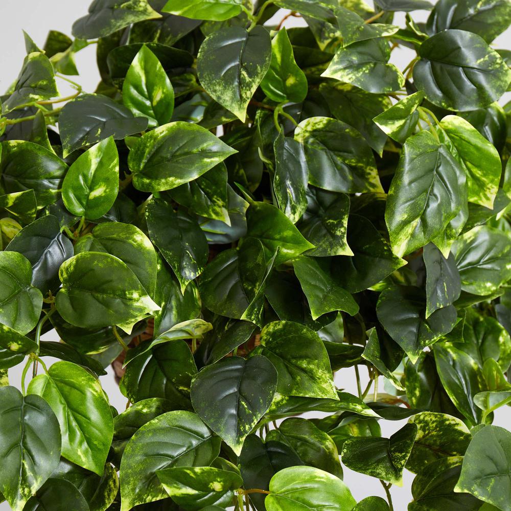 Pothos Hanging Basket UV Resistant (Indoor/Outdoor). Picture 4