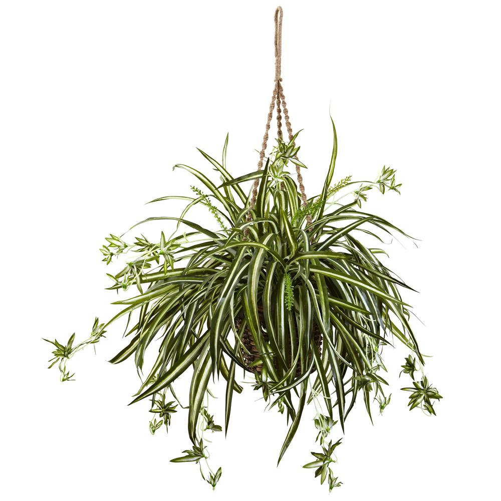 Spider Plant Hanging Basket. Picture 1