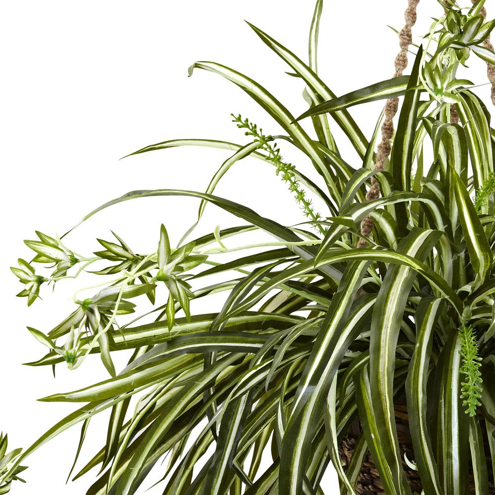 Spider Plant Hanging Basket. Picture 3