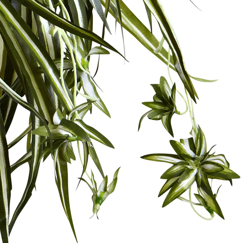 Spider Plant Hanging Basket. Picture 4