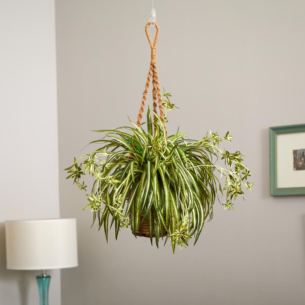 Spider Plant Hanging Basket. Picture 5