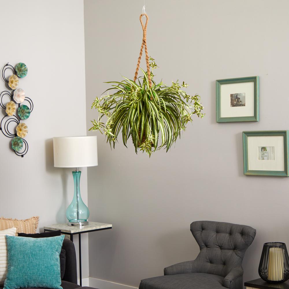 Spider Plant Hanging Basket. Picture 2