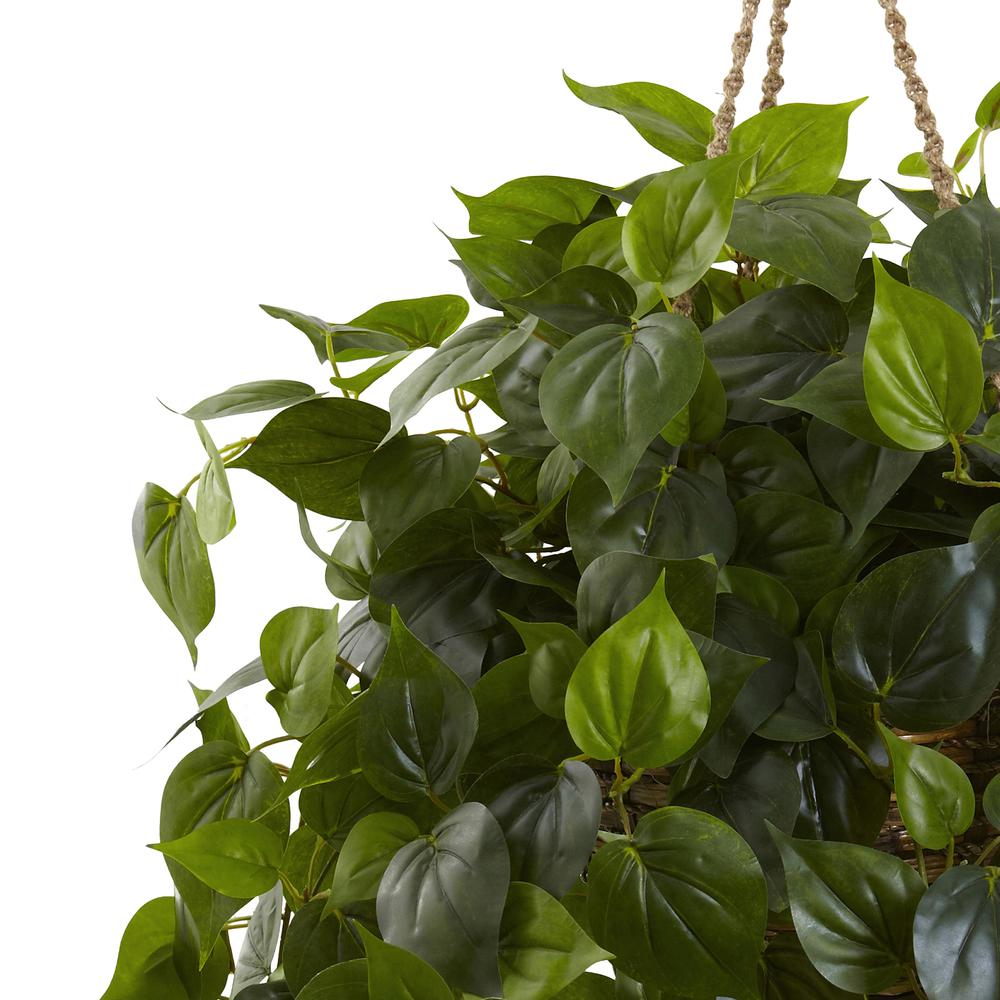 Philodendron Hanging Basket UV Resistant (Indoor/Outdoor). Picture 4