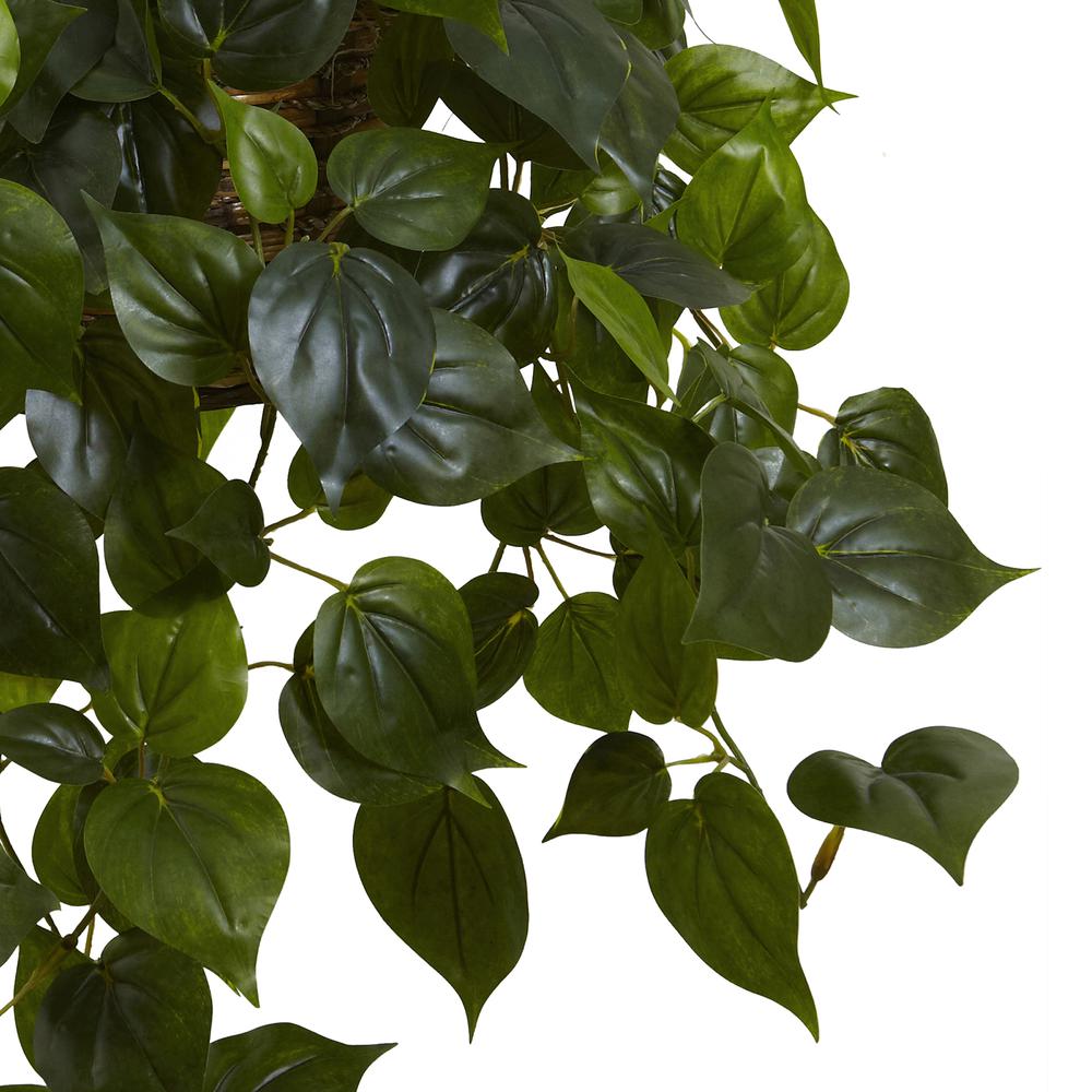 Philodendron Hanging Basket UV Resistant (Indoor/Outdoor). Picture 6