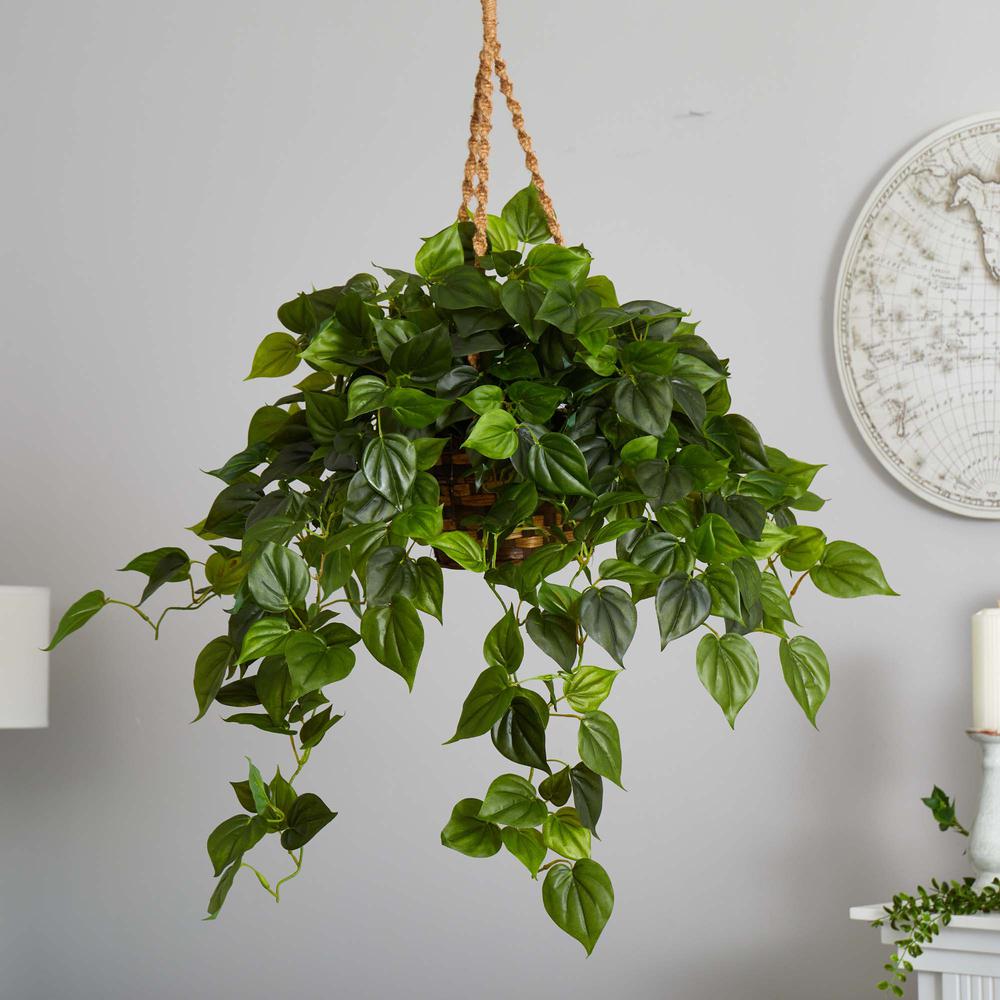 Philodendron Hanging Basket UV Resistant (Indoor/Outdoor). Picture 2