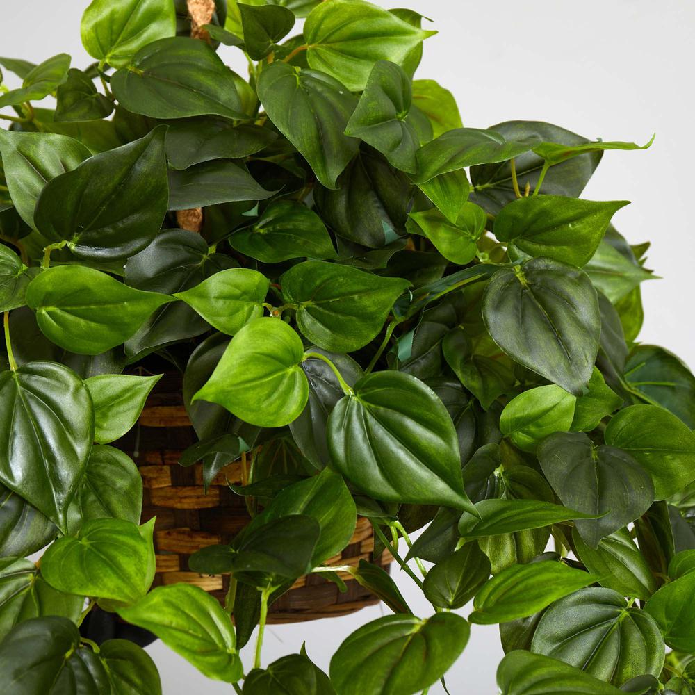 Philodendron Hanging Basket UV Resistant (Indoor/Outdoor). Picture 3